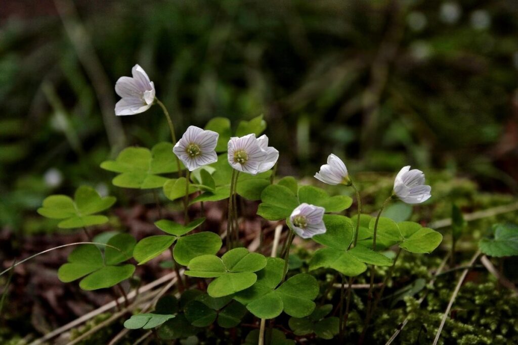 how to grow sorrel plant