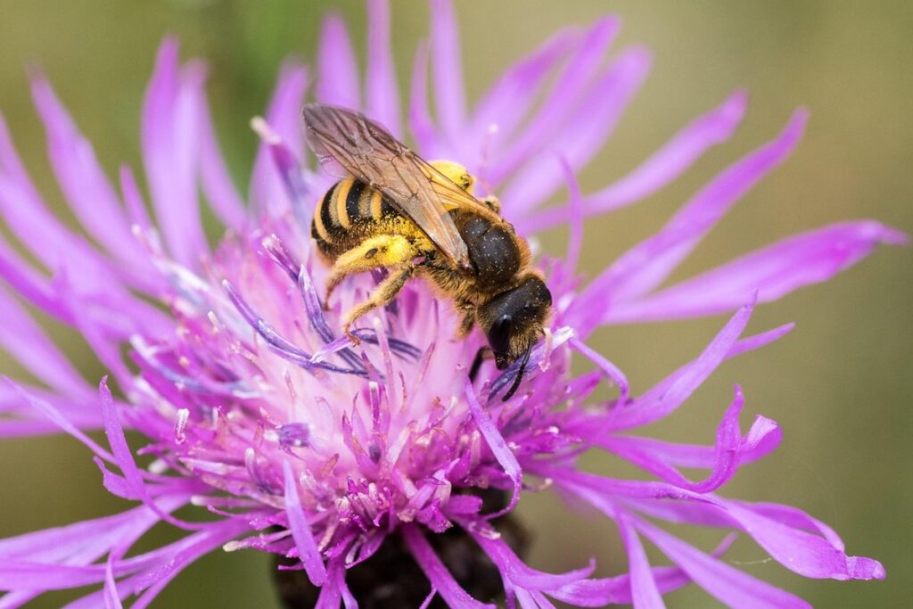 growing cornflowers for pollinators