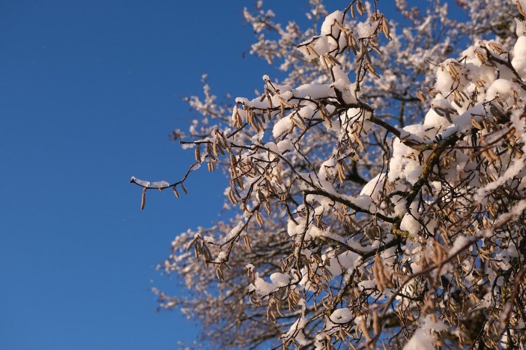 hazelnut tree