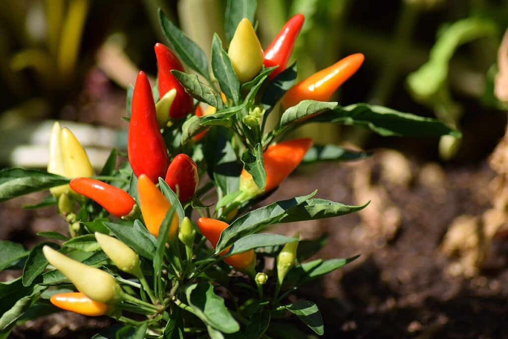 maintaining healthy outdoor plants
