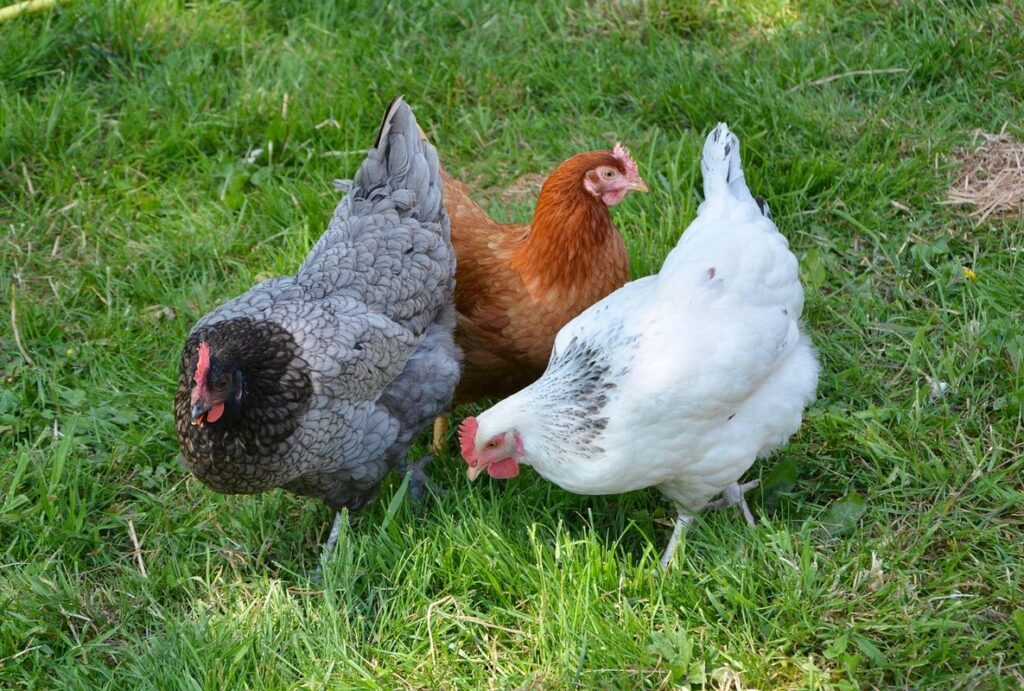 why aren't my hens laying eggs in the garden