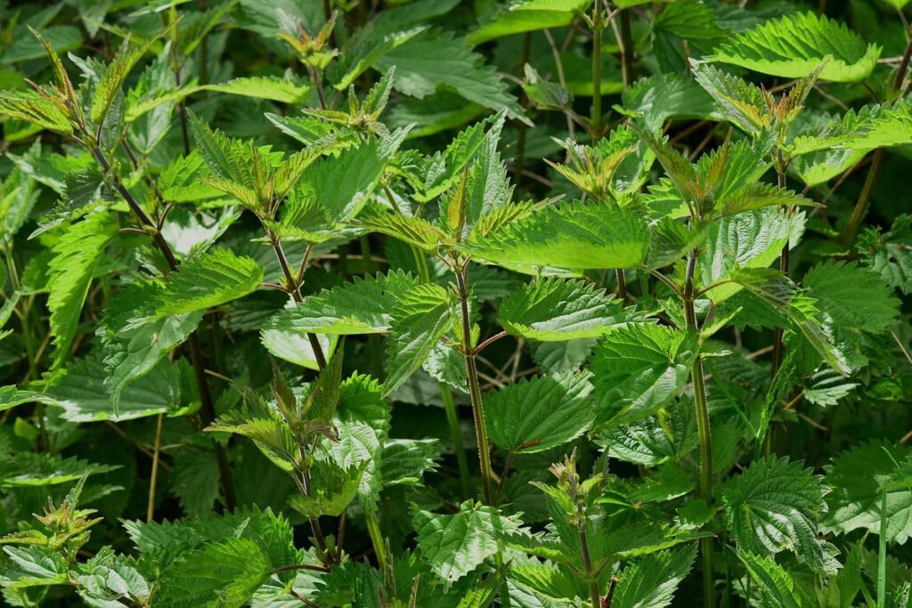 herbs for herb spiral