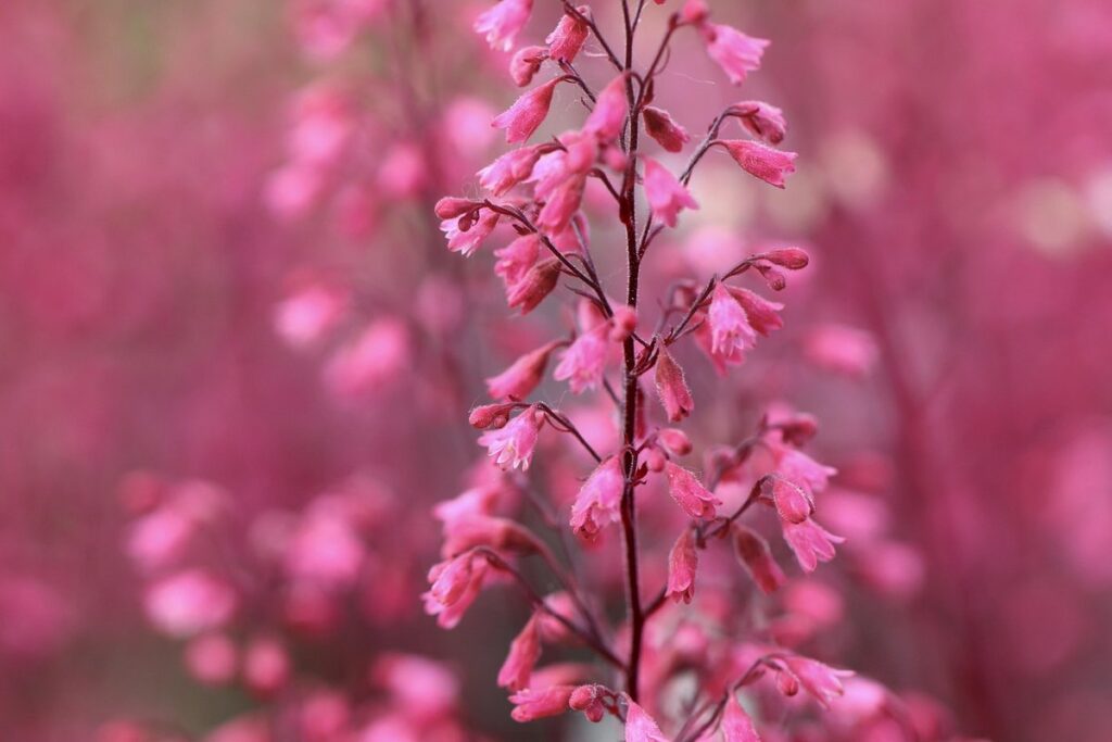 heuchera coral bells propagation