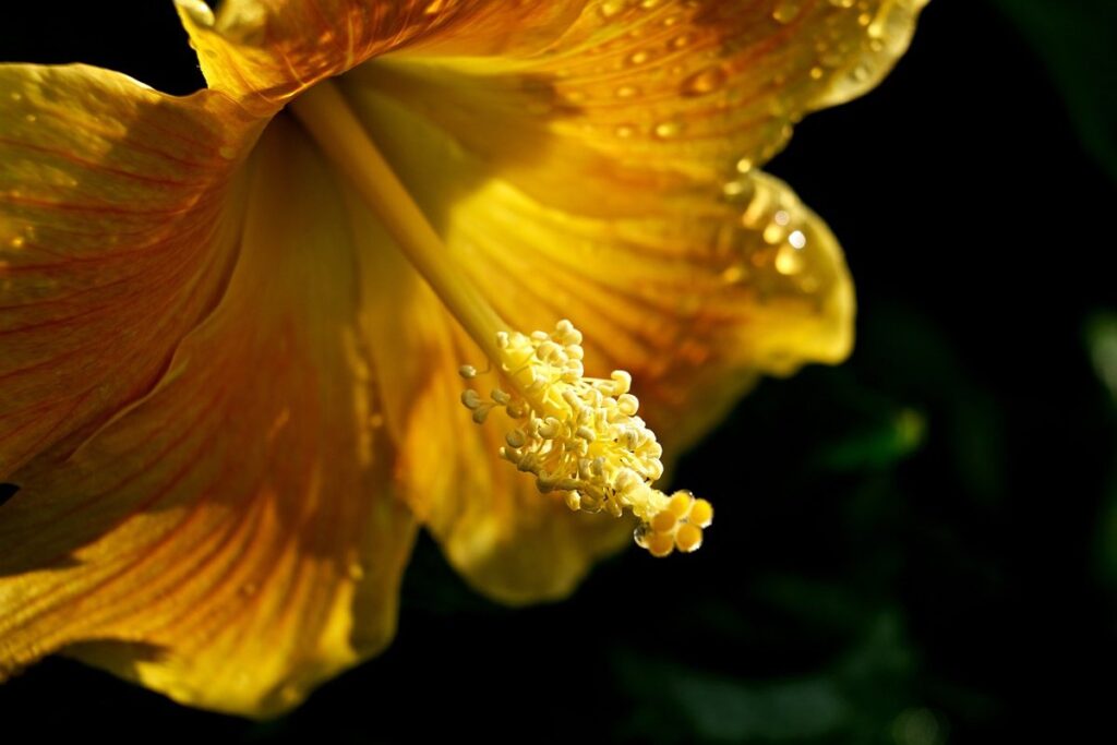 hibiscus bush