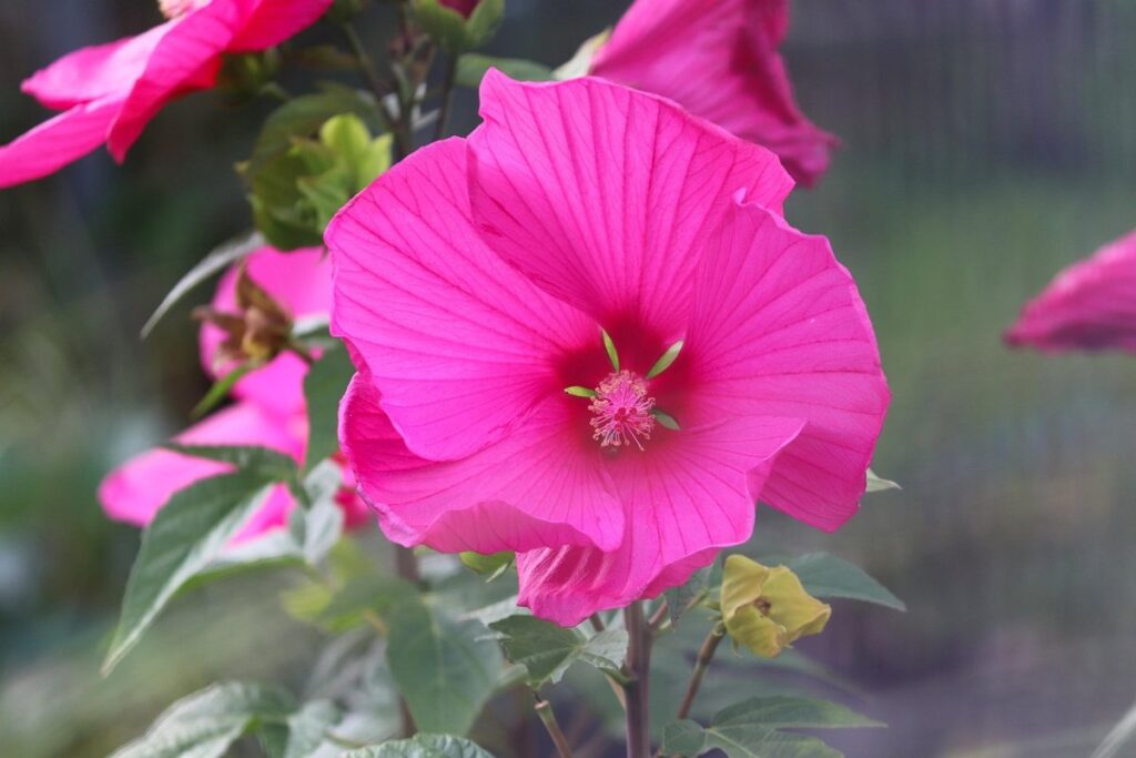 hibiscus syriacus plant