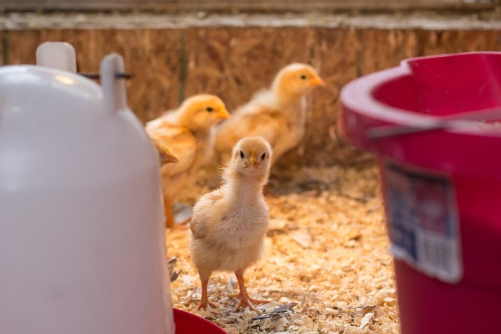 homesteading life and gardening