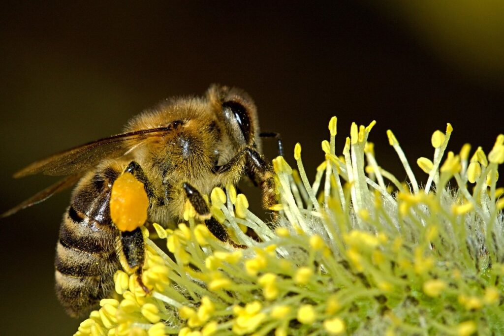 honey bee importance to ecosystems