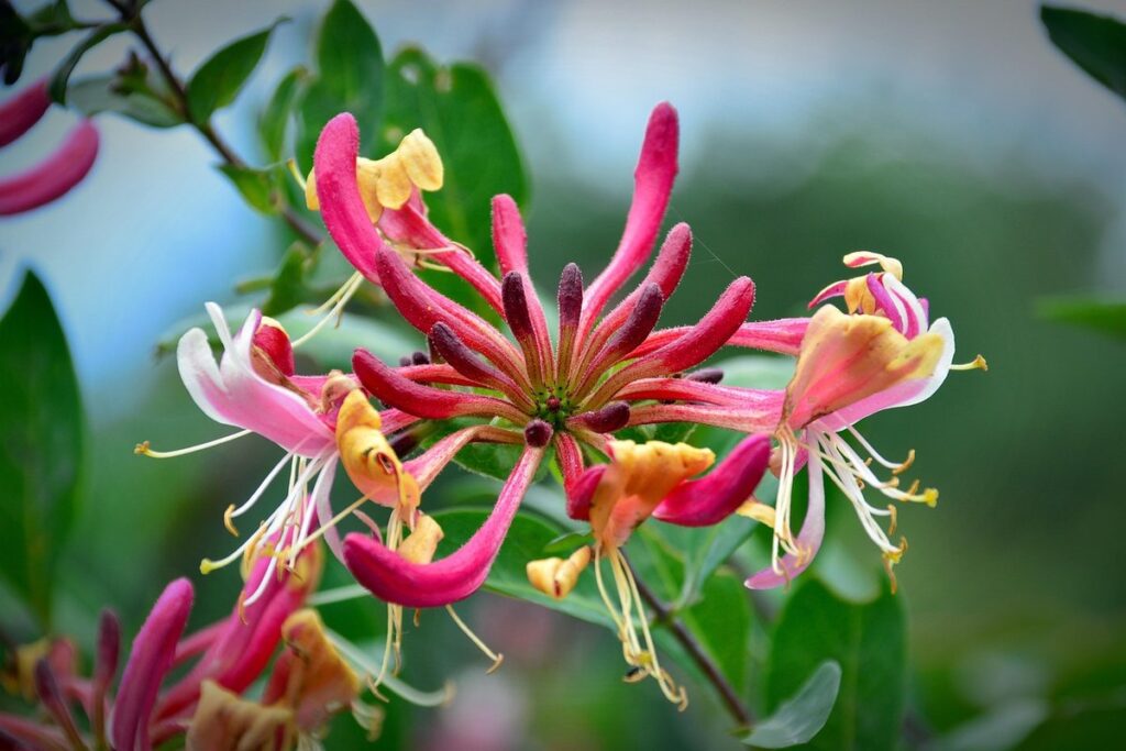 honeysuckle for pollinators
