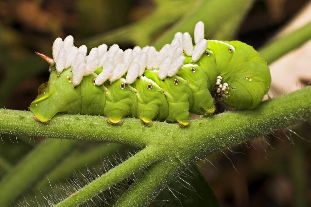 how do you get rid of hornworms