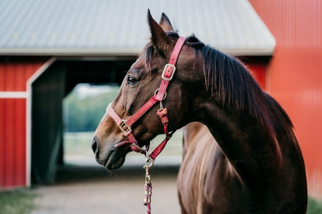 horse barn layout ideas for garden settings
