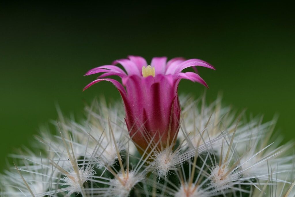 practical gardening tips for houseplants