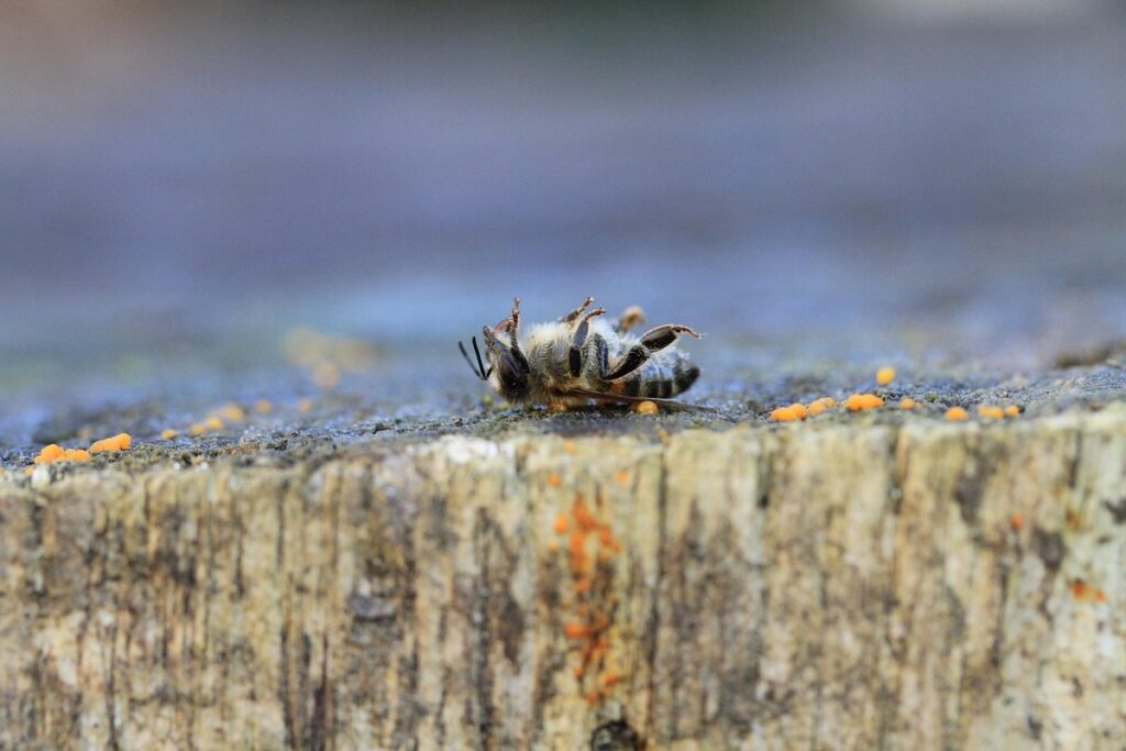 how pesticides affect pollinators