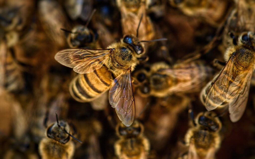 how to avoid bee stings in gardens