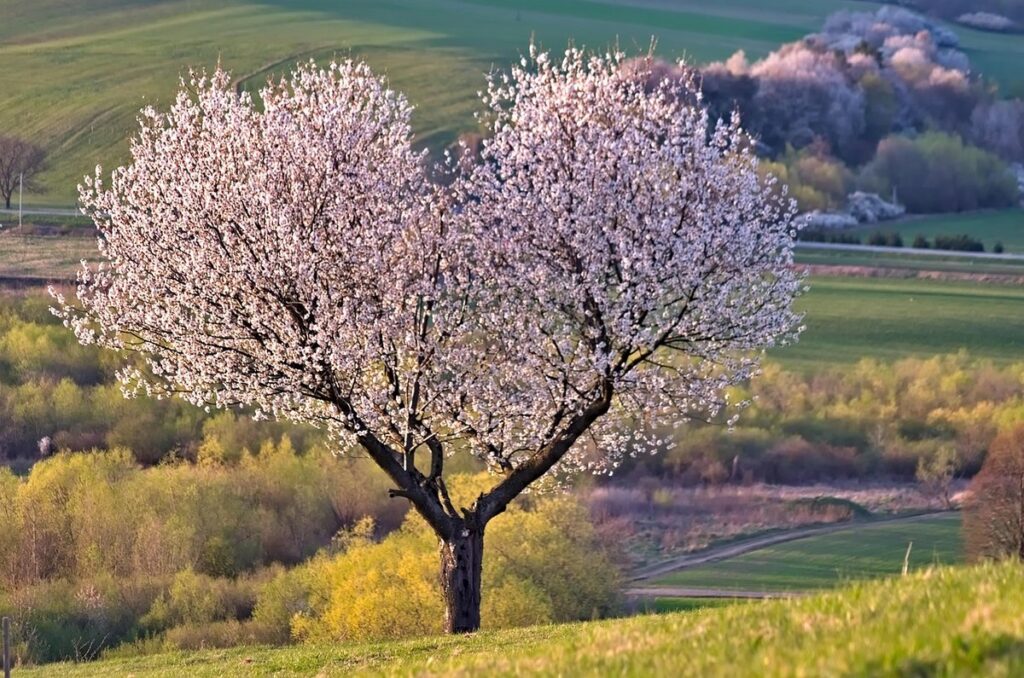 how to plant a tree properly
