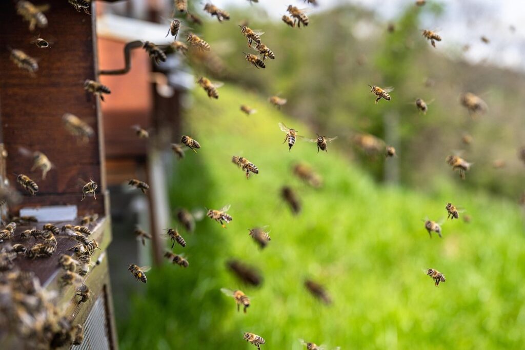 how to produce honey