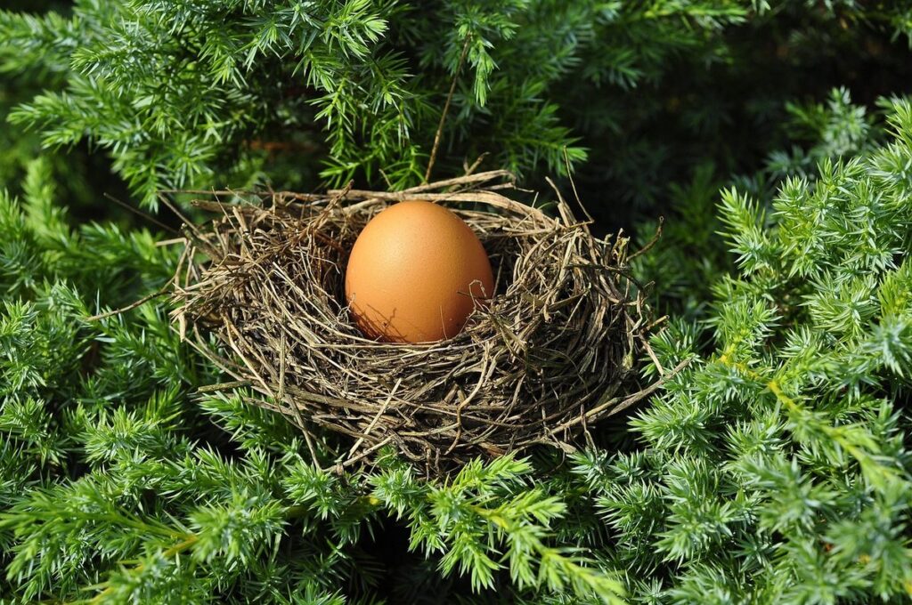 how to remove a bees nest in the ground