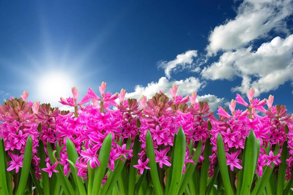 hyacinth care