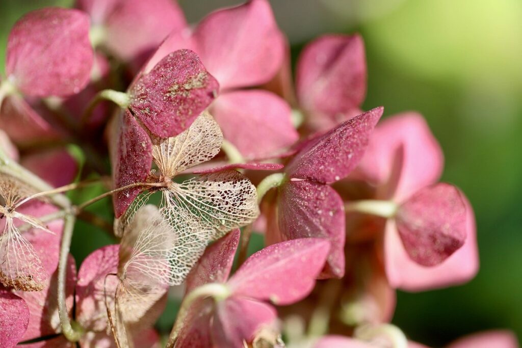 hydrangeas for pollinators