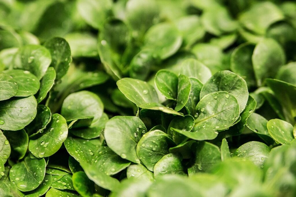 hydroponic gardening basics