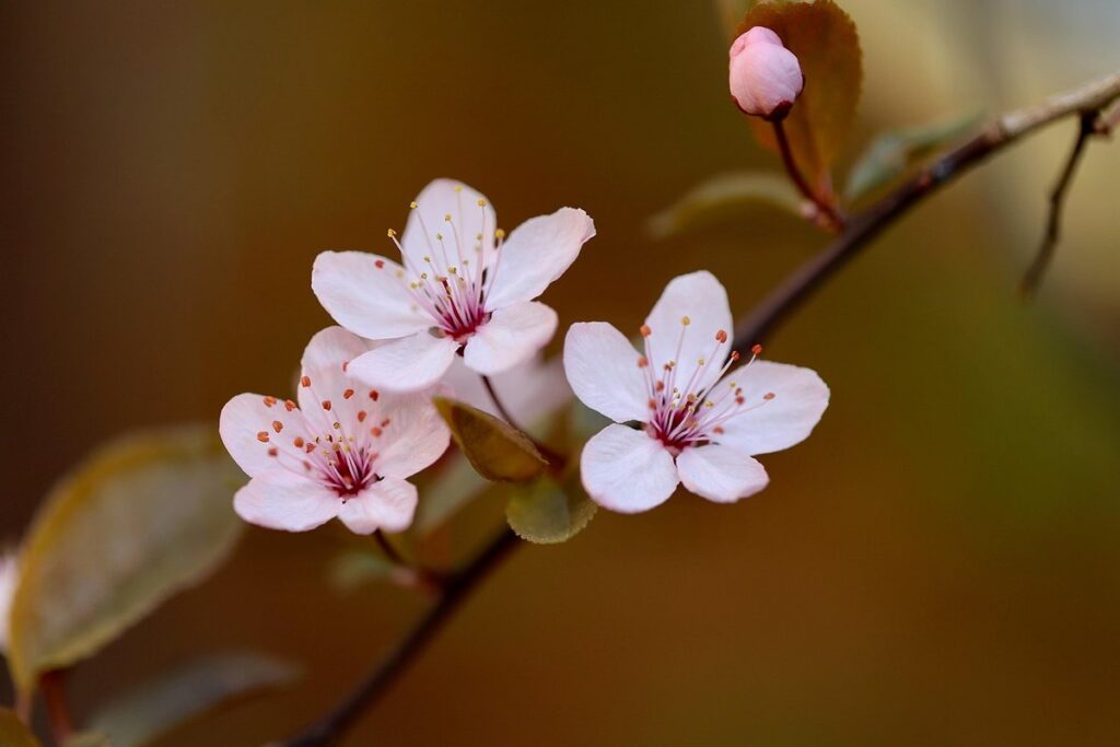 indian plum
