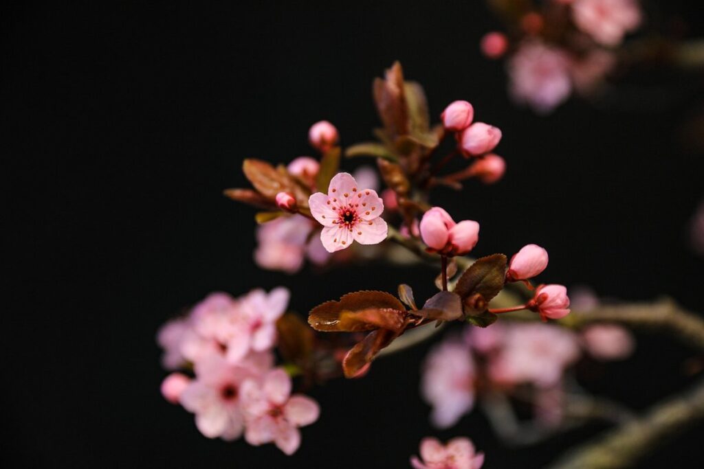 indian plum plant