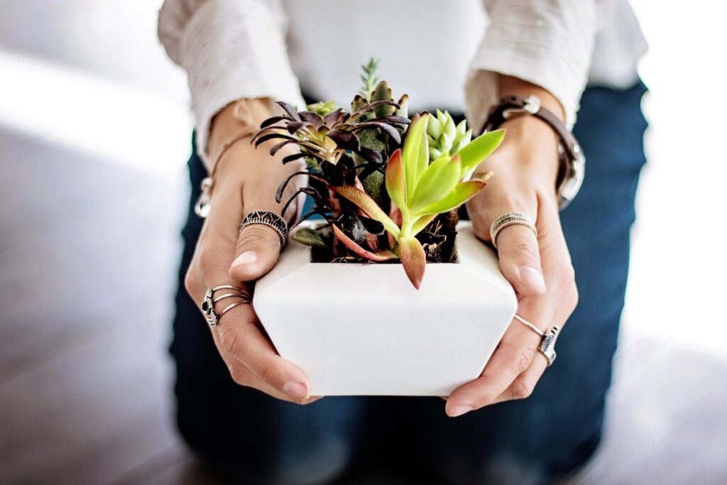 indoor plant care using natural methods