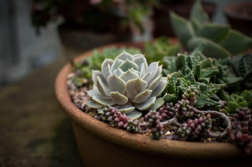 soil preparation for indoor plants