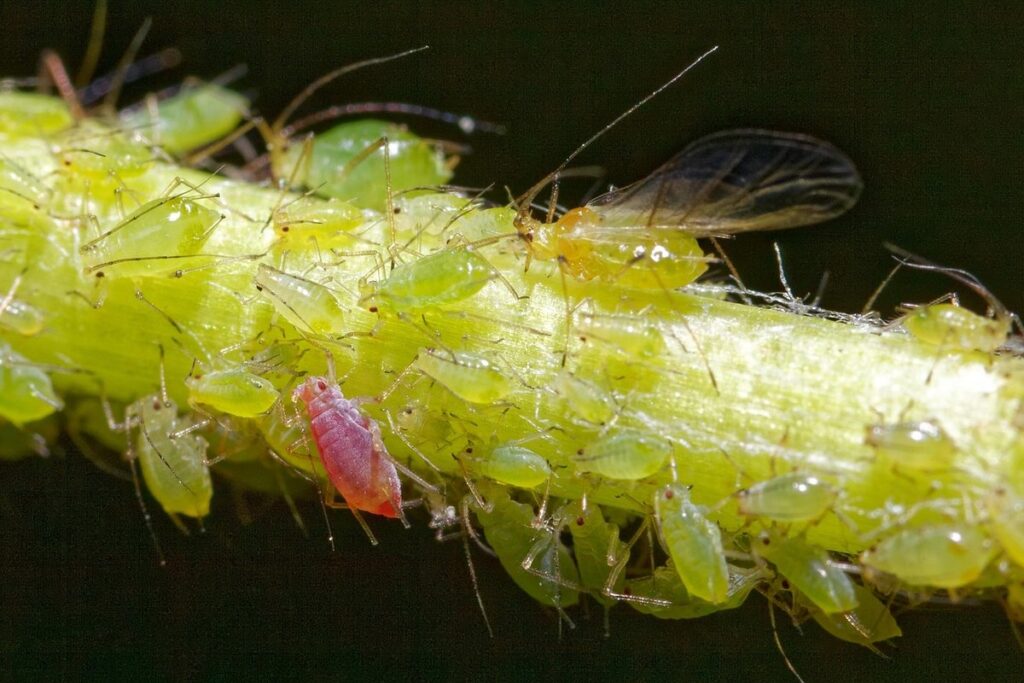 insects eat aphids
