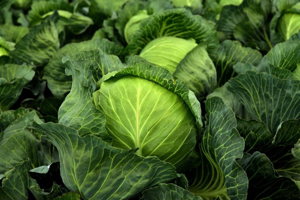 when to plant cabbage