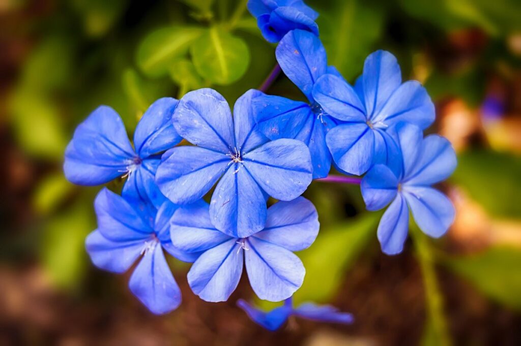 jasmine flower