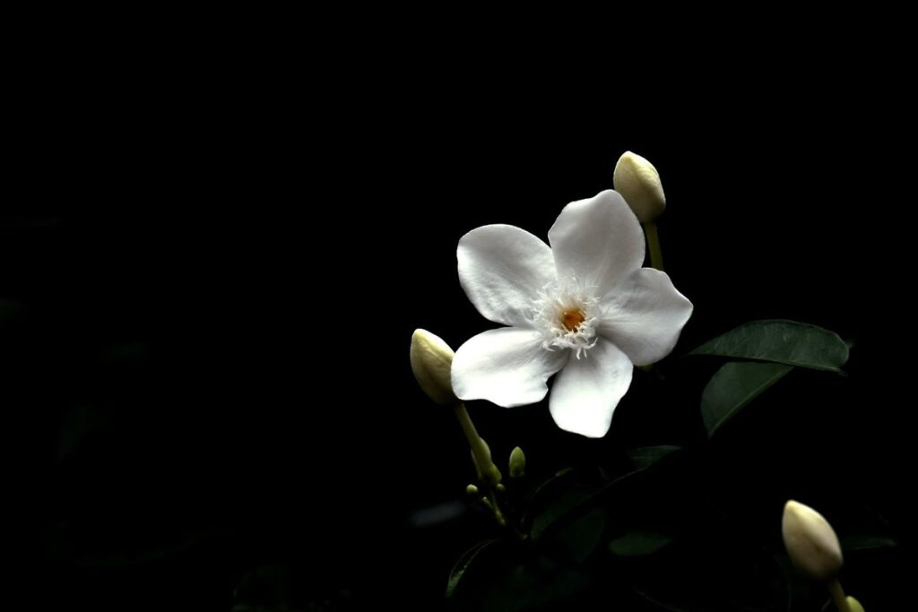 jasmine plant care