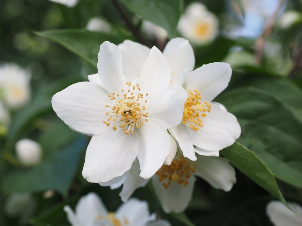 shrub maintenance for jasmine