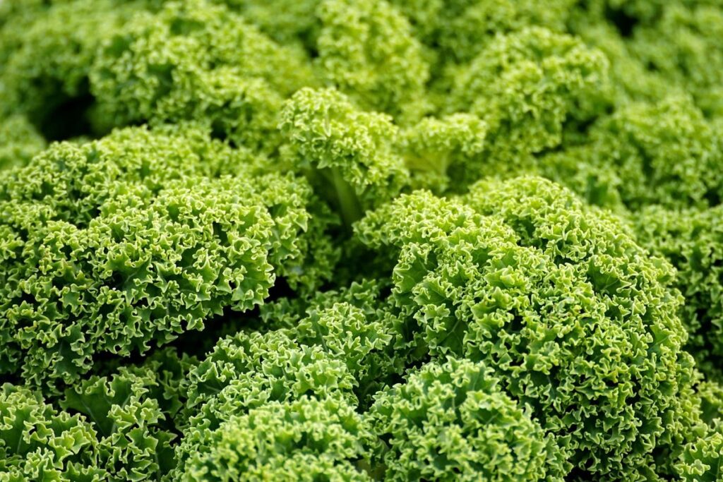 kale perennial