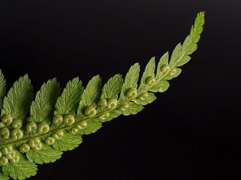 kangaroo fern maintenance