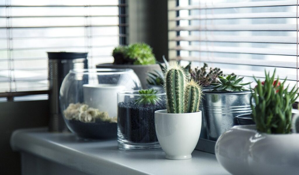 keeping succulents alive indoors