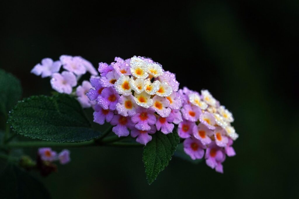 lantana lantana