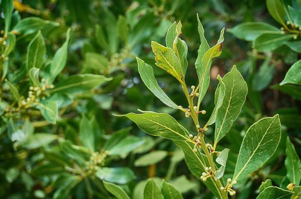 laurel tree