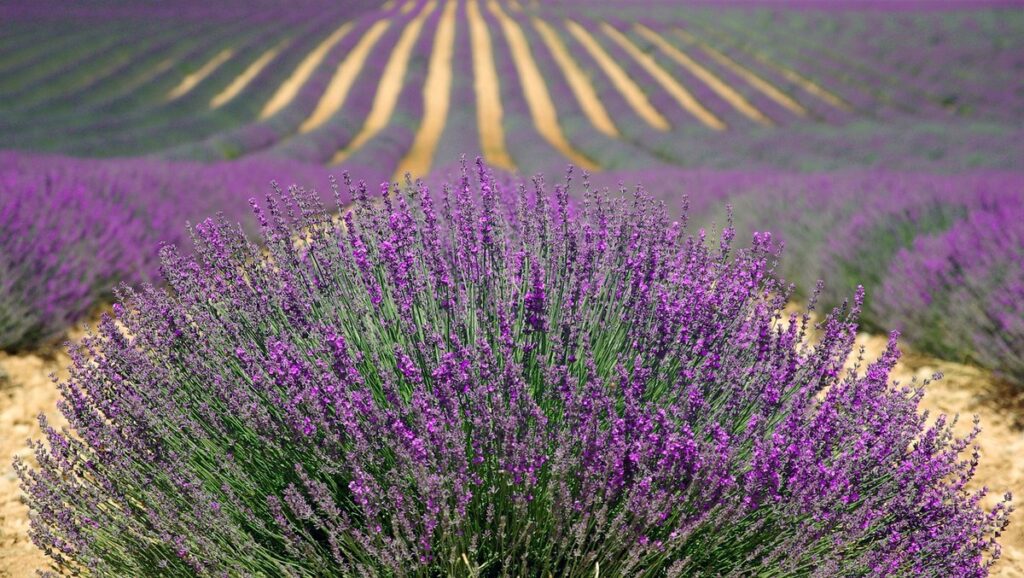 lavender bush