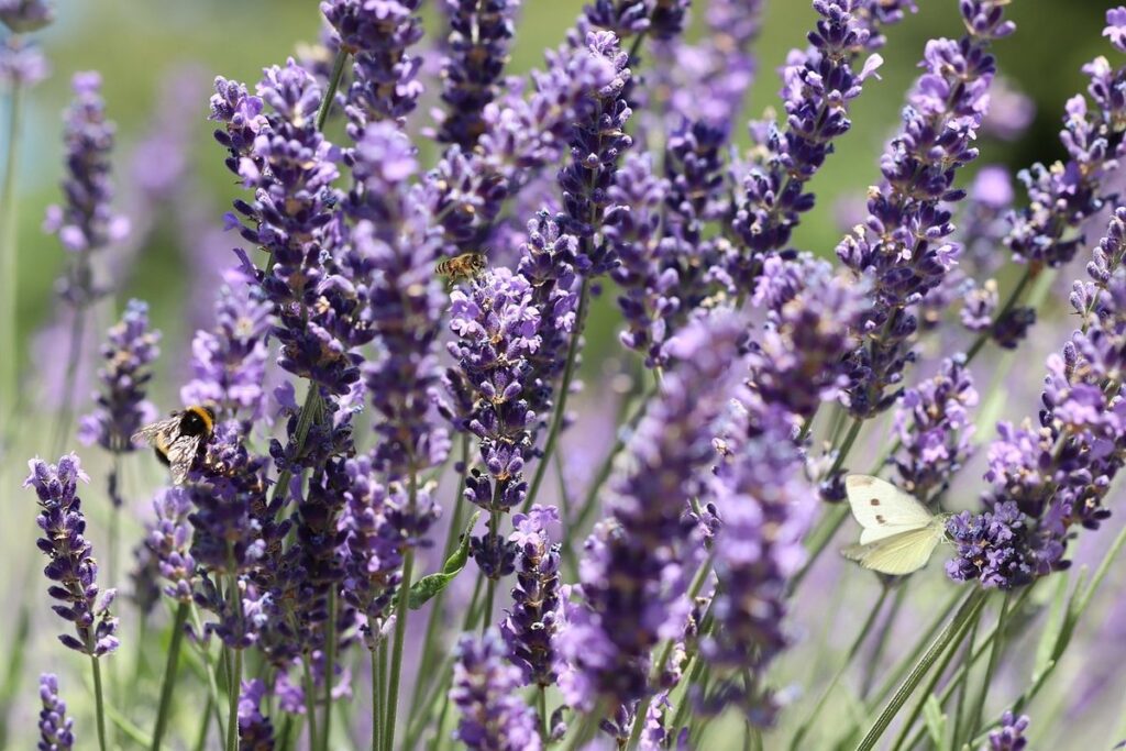 lavender for pollinators
