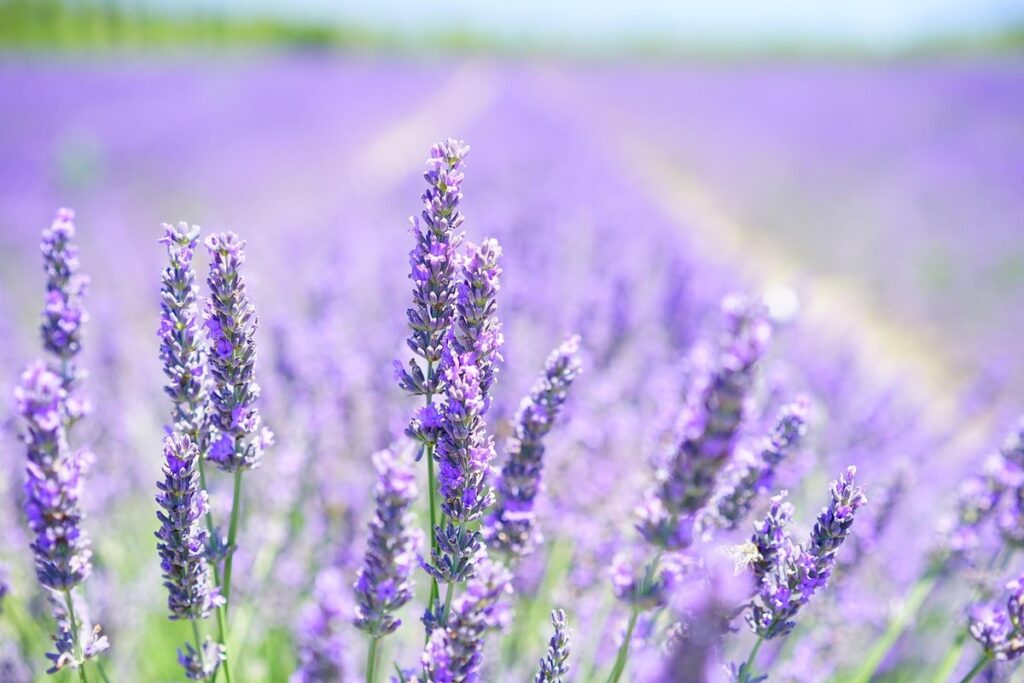gardening with lavender plants