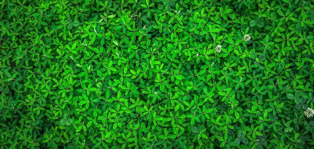 lawn care with pollinator-friendly groundcovers