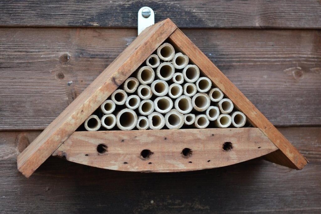 leaf cutter bee lifecycle