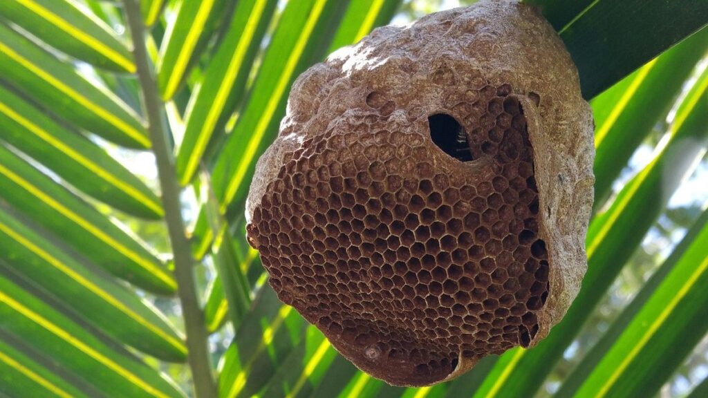 leaf cutter bee nests for garden pollination