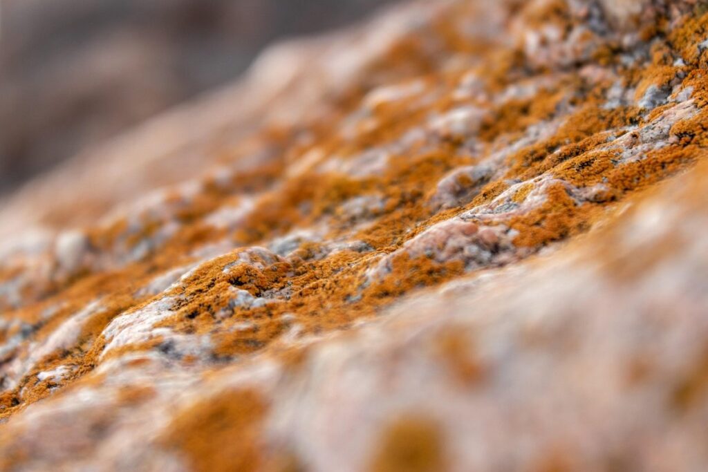 what is leaf mold