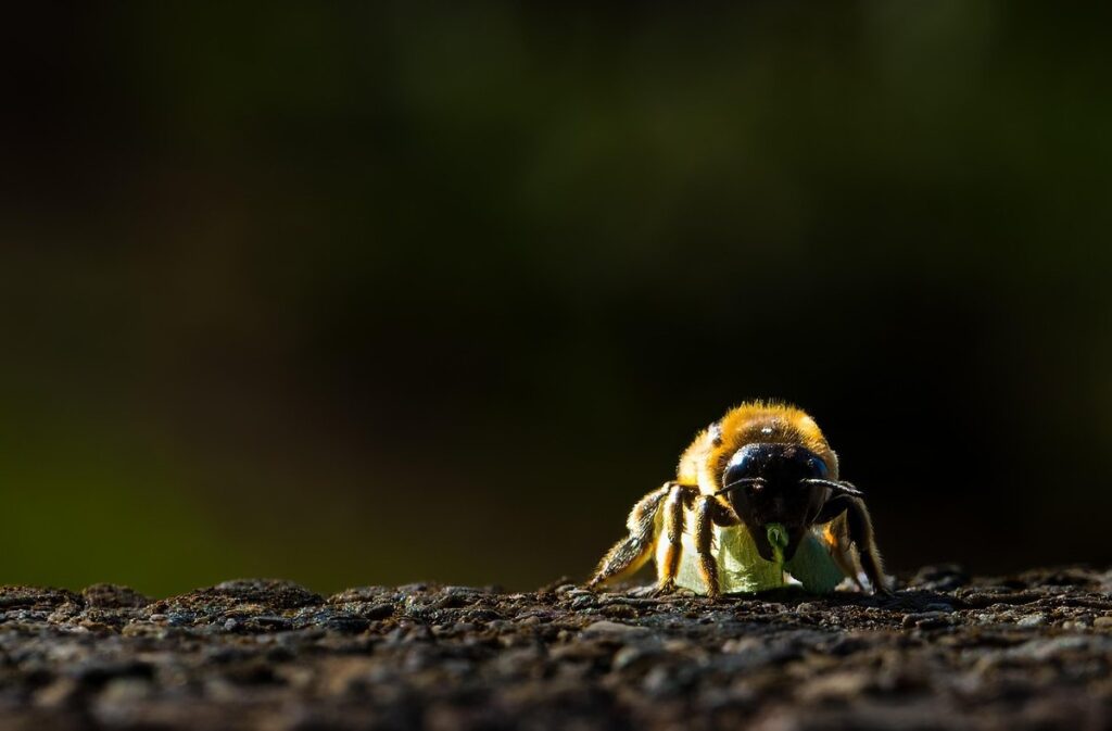 leafcutter bee nesting behavior