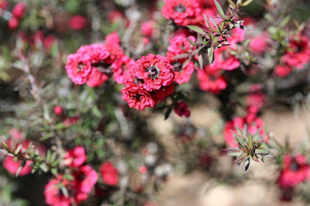 leptospermum scoparium tree