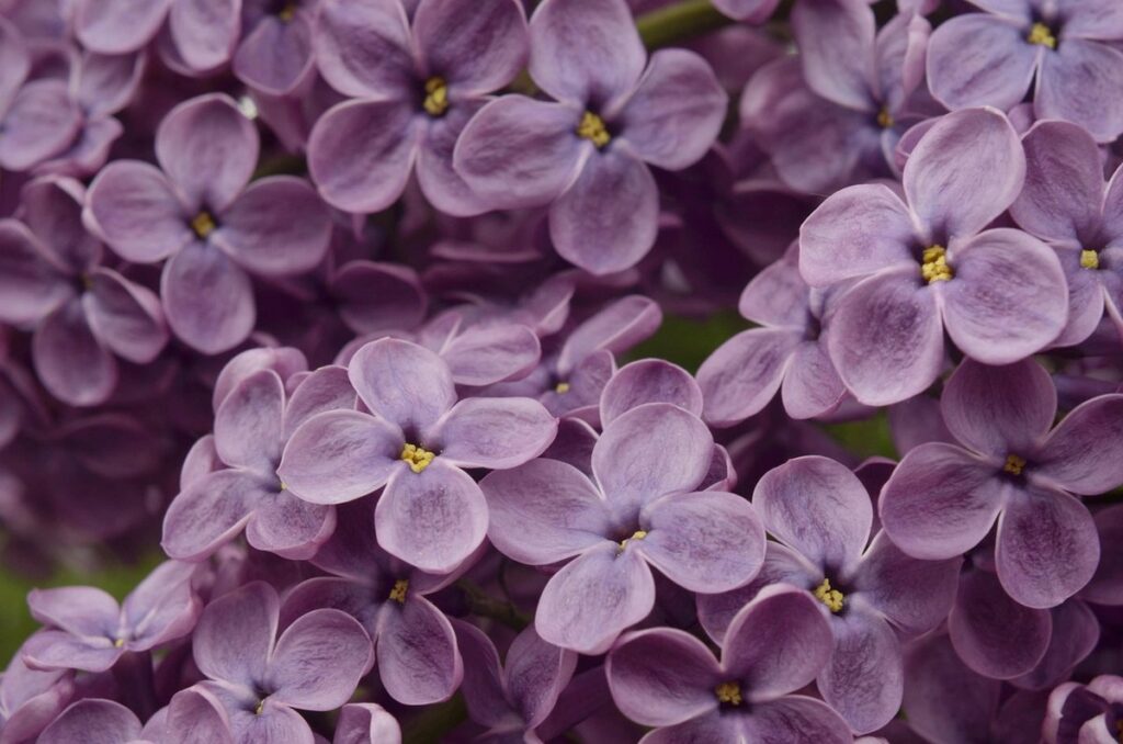 lilac bush