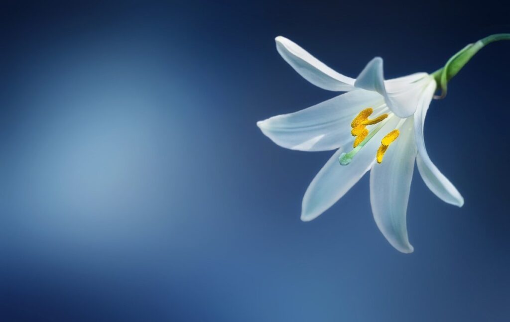 anatomy of lily flower