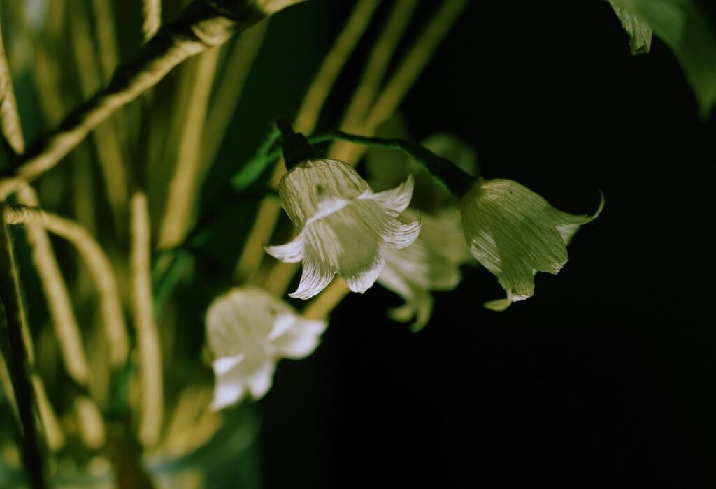 lily of the valley