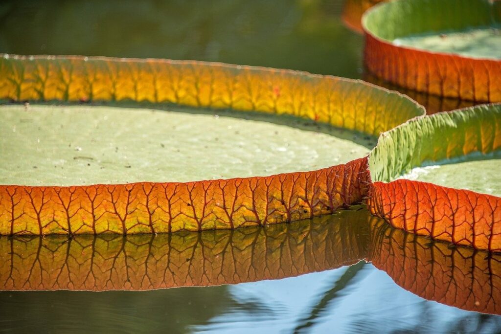 when to plant lily bulbs
